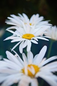 Preview wallpaper chamomile, flowers, white, bloom, closeup