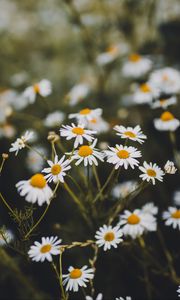 Preview wallpaper chamomile, flowers, white, bloom, plant, summer