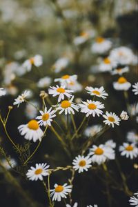 Preview wallpaper chamomile, flowers, white, bloom, plant, summer