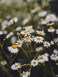 Preview wallpaper chamomile, flowers, white, bloom, plant, summer