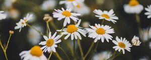 Preview wallpaper chamomile, flowers, white, bloom, plant, summer