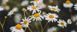 Preview wallpaper chamomile, flowers, white, bloom, plant, summer