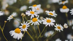 Preview wallpaper chamomile, flowers, white, bloom, plant, summer