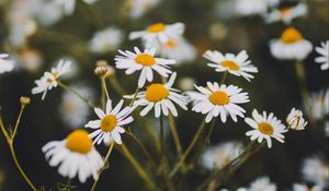 Preview wallpaper chamomile, flowers, white, bloom, plant, summer