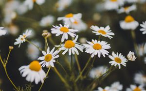 Preview wallpaper chamomile, flowers, white, bloom, plant, summer