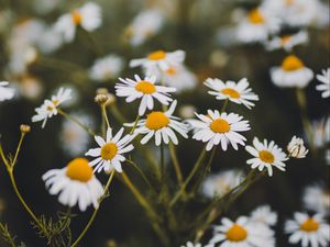 Preview wallpaper chamomile, flowers, white, bloom, plant, summer