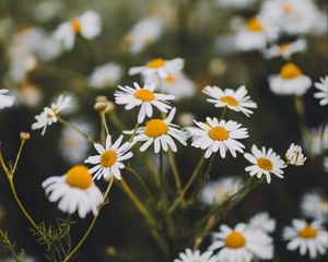 Preview wallpaper chamomile, flowers, white, bloom, plant, summer