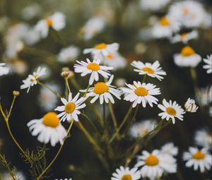 Preview wallpaper chamomile, flowers, white, bloom, plant, summer