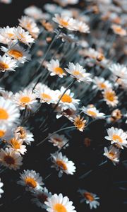 Preview wallpaper chamomile, flowers, white, bloom, plant