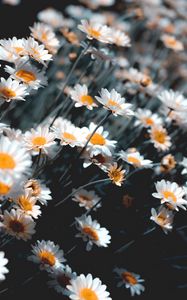 Preview wallpaper chamomile, flowers, white, bloom, plant