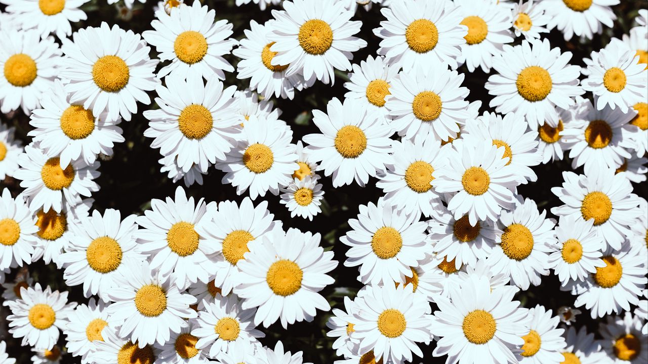 Wallpaper chamomile, flowers, white, bloom, plants