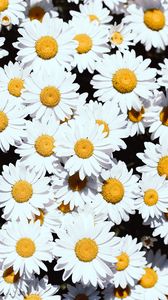 Preview wallpaper chamomile, flowers, white, bloom, plants