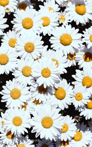 Preview wallpaper chamomile, flowers, white, bloom, plants