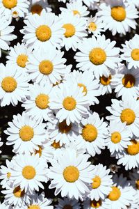 Preview wallpaper chamomile, flowers, white, bloom, plants