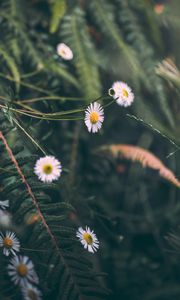 Preview wallpaper chamomile, flowers, white, macro, plant