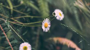 Preview wallpaper chamomile, flowers, white, macro, plant