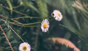 Preview wallpaper chamomile, flowers, white, macro, plant