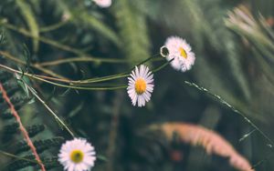 Preview wallpaper chamomile, flowers, white, macro, plant