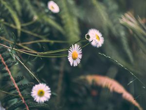 Preview wallpaper chamomile, flowers, white, macro, plant