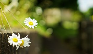 Preview wallpaper chamomile, flowers, white, plant