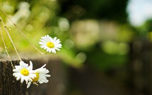 Preview wallpaper chamomile, flowers, white, plant