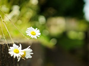 Preview wallpaper chamomile, flowers, white, plant