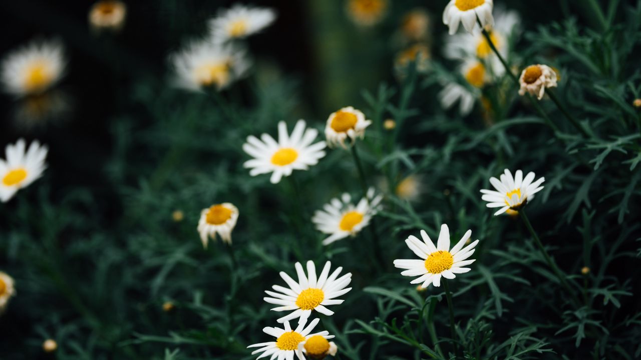 Wallpaper chamomile, flowers, white, plant, macro