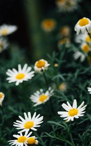 Preview wallpaper chamomile, flowers, white, plant, macro