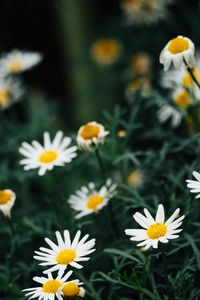 Preview wallpaper chamomile, flowers, white, plant, macro