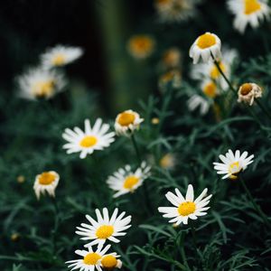 Preview wallpaper chamomile, flowers, white, plant, macro