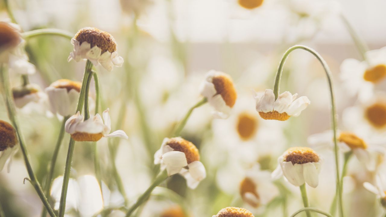 Wallpaper chamomile, flowers, white, light, macro