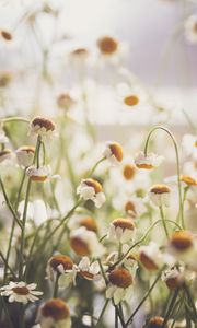 Preview wallpaper chamomile, flowers, white, light, macro