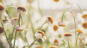 Preview wallpaper chamomile, flowers, white, light, macro