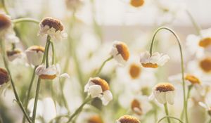 Preview wallpaper chamomile, flowers, white, light, macro