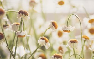 Preview wallpaper chamomile, flowers, white, light, macro