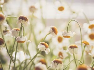 Preview wallpaper chamomile, flowers, white, light, macro