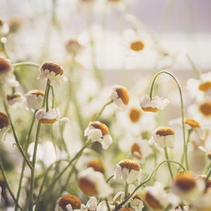 Preview wallpaper chamomile, flowers, white, light, macro