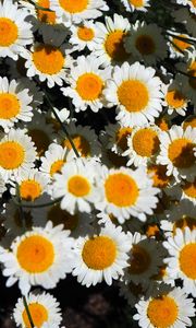Preview wallpaper chamomile, flowers, white, bloom, summer