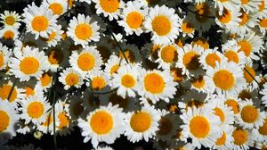 Preview wallpaper chamomile, flowers, white, bloom, summer