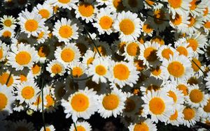 Preview wallpaper chamomile, flowers, white, bloom, summer