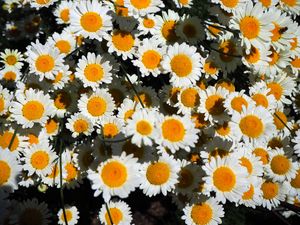 Preview wallpaper chamomile, flowers, white, bloom, summer