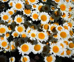 Preview wallpaper chamomile, flowers, white, bloom, summer