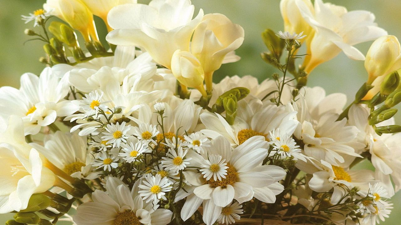 Wallpaper chamomile, flowers, white, bouquet