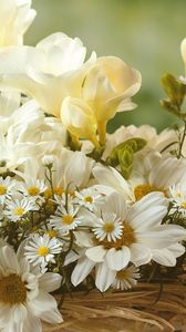 Preview wallpaper chamomile, flowers, white, bouquet