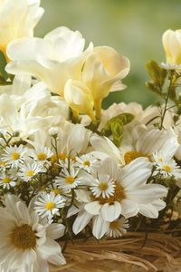 Preview wallpaper chamomile, flowers, white, bouquet