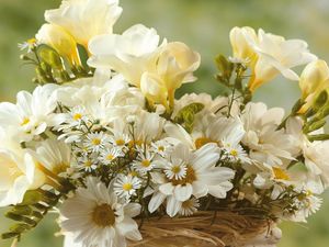 Preview wallpaper chamomile, flowers, white, bouquet