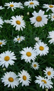 Preview wallpaper chamomile, flowers, white, green, lawn
