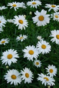 Preview wallpaper chamomile, flowers, white, green, lawn