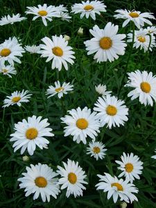 Preview wallpaper chamomile, flowers, white, green, lawn