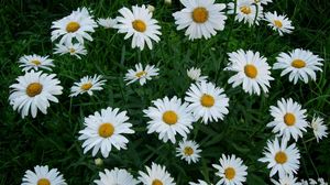Preview wallpaper chamomile, flowers, white, green, lawn